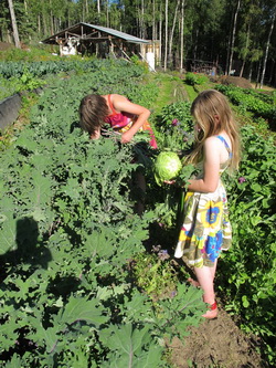 Calypso Farms